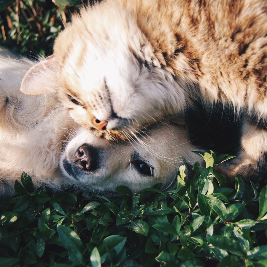 Care • Comfort • Companionship