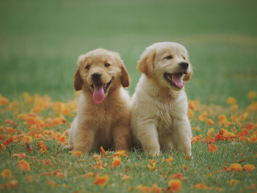 Everything Your Pet Deserves